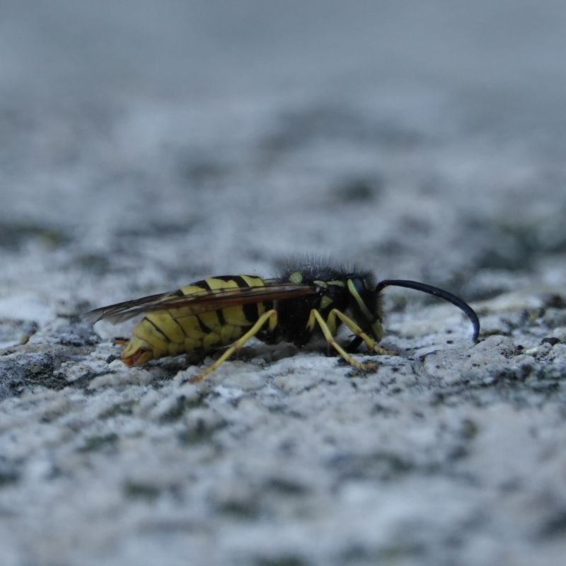 <i>Vespula</i> (Ground Yellowjackets)