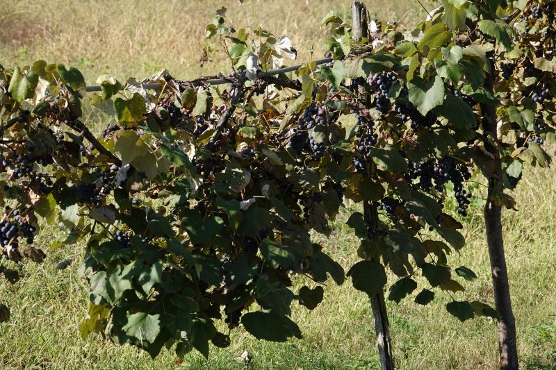 Viewing photos→2019→2019-09-29→007