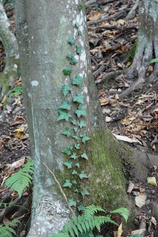 <i>Hedera helix</i> (common ivy)