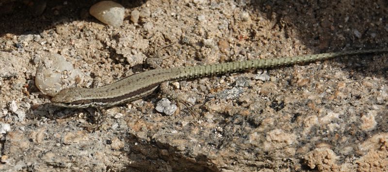 <i>Podarcis muralis</i> (Common Wall Lizard)