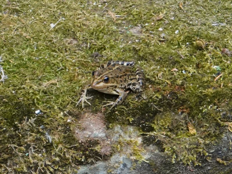<i>Pelophylax esculentus</i> (Edible Frog)