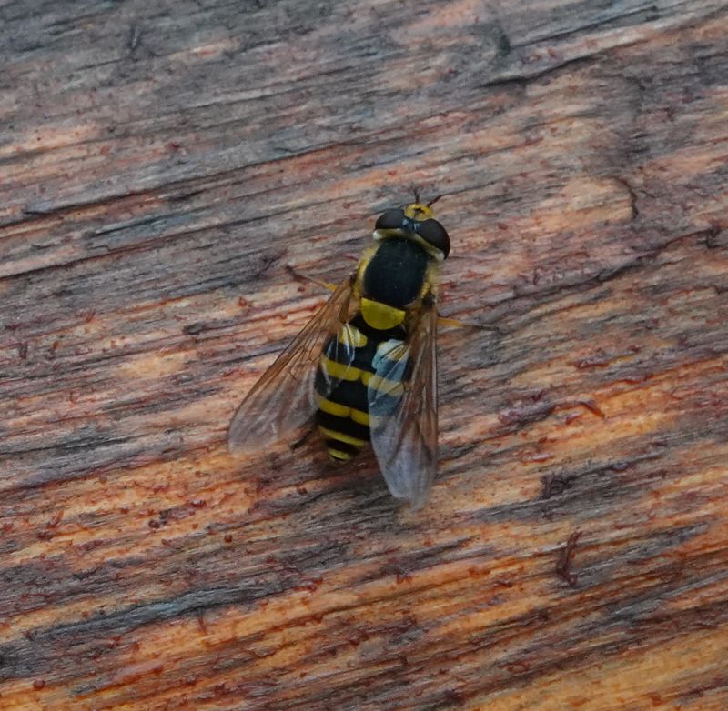 <i>Syrphini</i> (null)