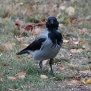 019.jpeg - 2019:10:03 14:42:30