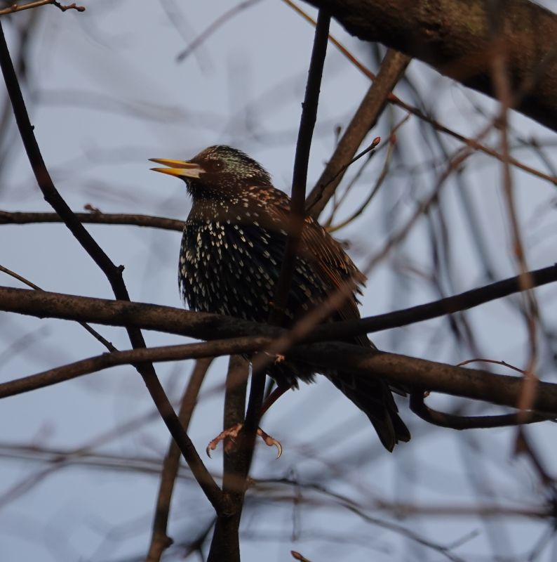<i>Sturnus vulgaris</i> (European Starling)