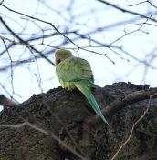 087.jpeg - 2019:12:29 12:16:48