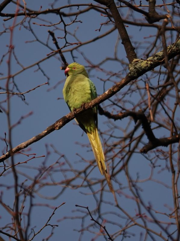 <i>Psittacula krameri</i> (Rose-ringed Parakeet)