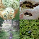 2020-02-08 - 2020-02-15<br/>
<b>Botanical garden and Gribskov</b>
