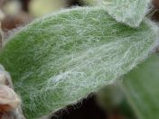 02.jpg - 2020:02:08 13:26:37