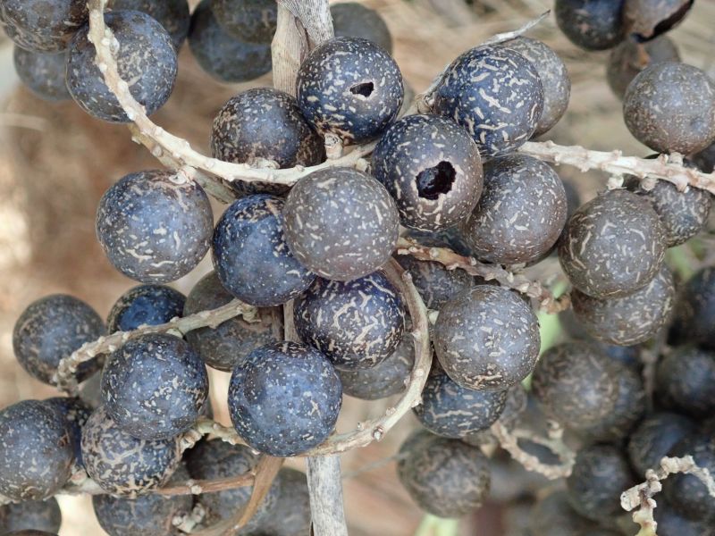 Viewing photos→2020→2020-02-08→11