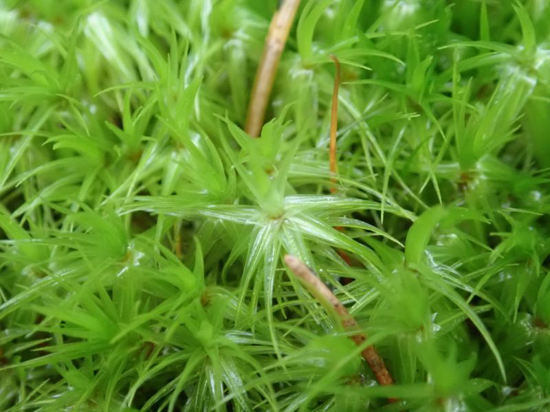 <i>Dicranum</i> (fork-mosses)