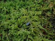 40.jpg - 2020:02:12 13:49:08