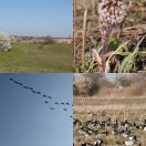 2020-03-27<br/>
<b>Around Amager</b>
