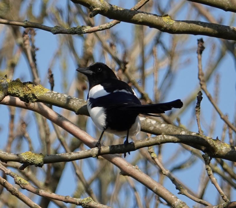 <i>Pica pica</i> (Eurasian Magpie)