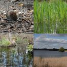 2020-05-03<br/>
<b>Farum Sø</b>
