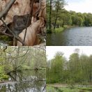 2020-05-08<br/>
<b>Jægersborg Hegn</b>
