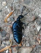 5.jpeg - 2020:05:08 14:06:59