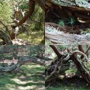 2021-07-11<br/>
<b>Troldeskoven</b>
