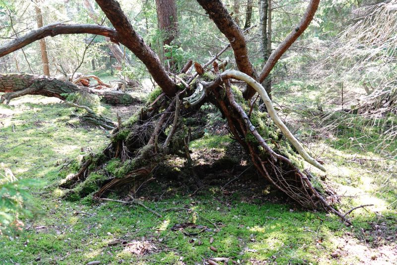 Viewing photos→2021→2021-07-11→4