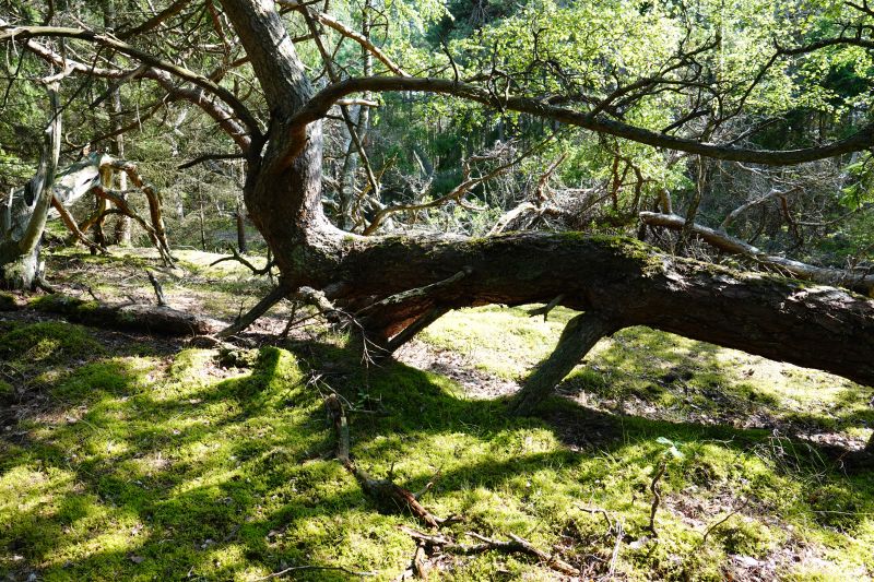 Viewing photos→2021→2021-07-11→5