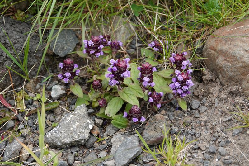 Viewing photos→2021→2021-08-01→014