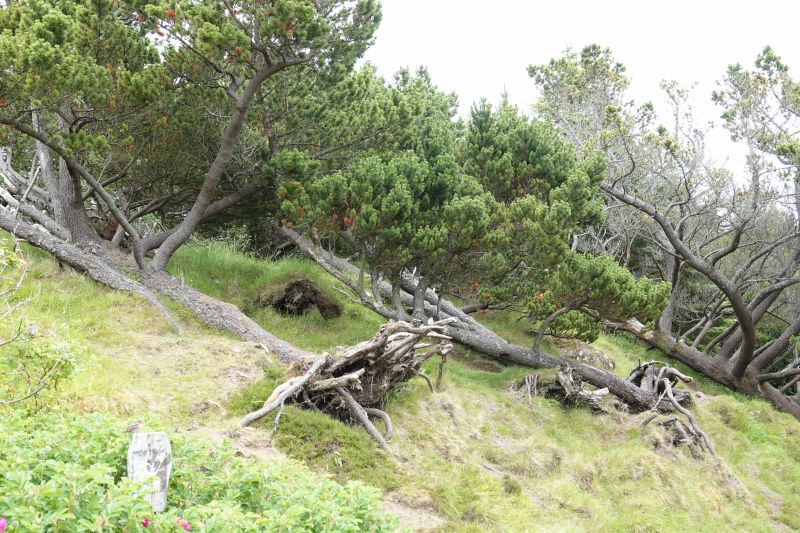 Viewing photos→2021→2021-08-01→019