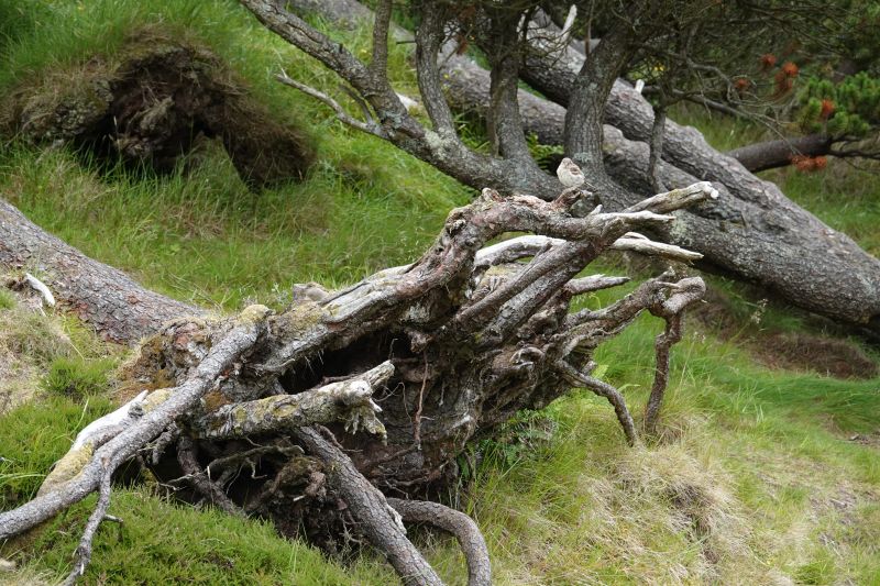 Viewing photos→2021→2021-08-01→020