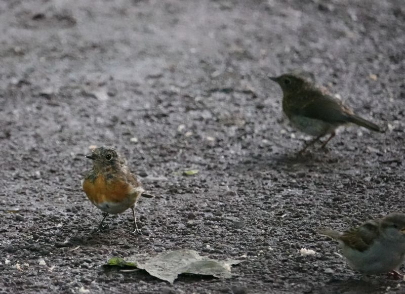 Viewing photos→2021→2021-08-01→088