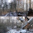 2021-12-27<br/>
<b>Nordskoven, Sjælland</b>
