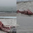 2022-01-02<br/>
<b>Seals at Måkläppen</b>
