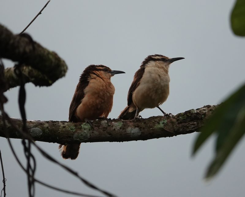 <i>Campylorhynchus griseus</i> (Bicolored Wren)