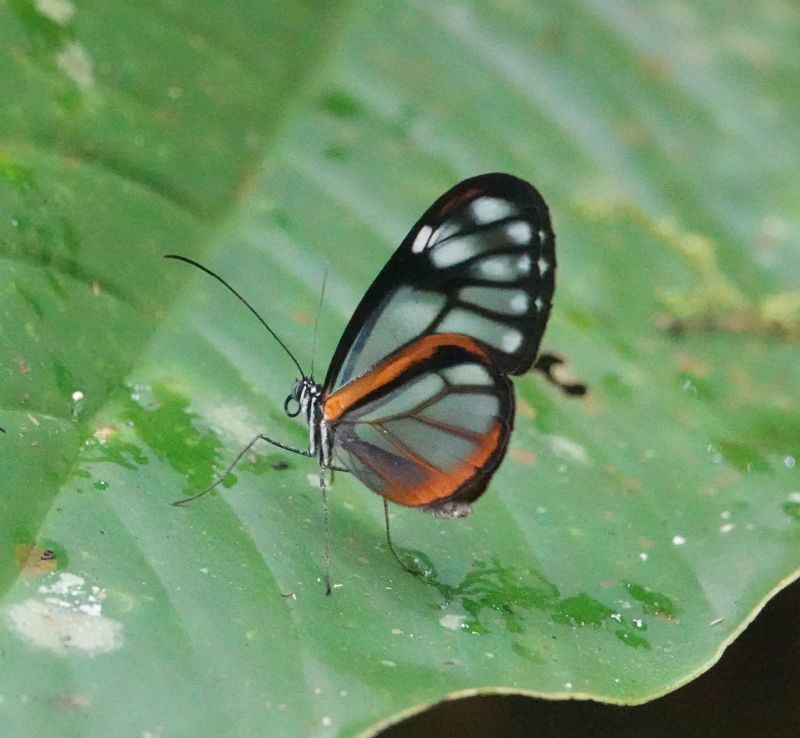 <i>Greta andromica</i> (Andromica clearwing)