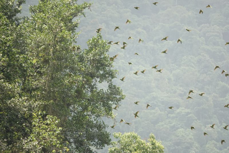 <i>Psittaciformes</i> (Parrots)