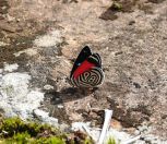 133.jpeg - 2022:07:28 13:12:12