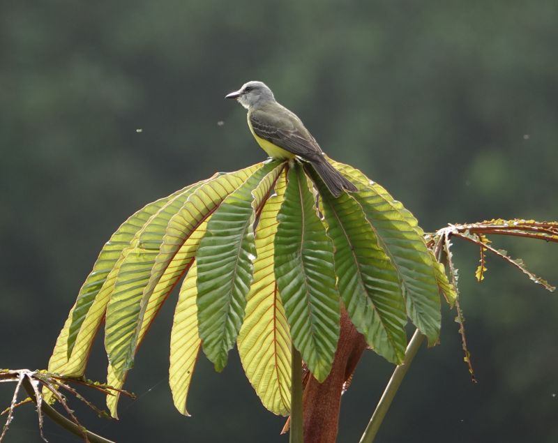 <i>Tyrannus melancholicus</i> (Tropical Kingbird)