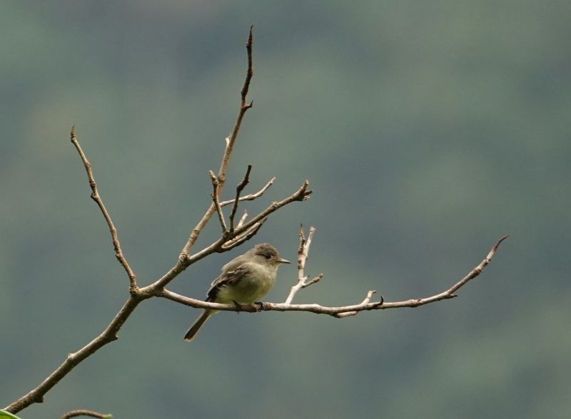 <i>Tyrannidae</i> (Tyrant Flycatchers)