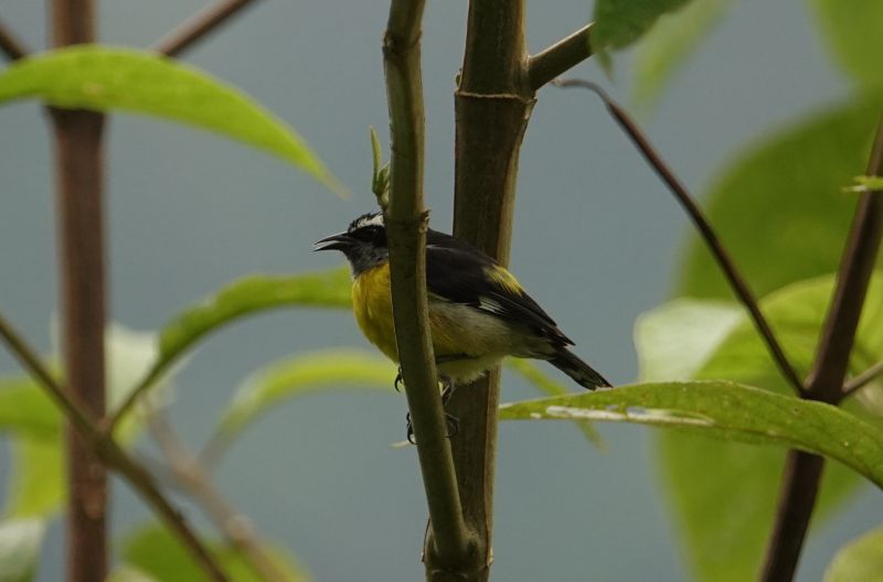 <i>Coereba flaveola</i> (Bananaquit)