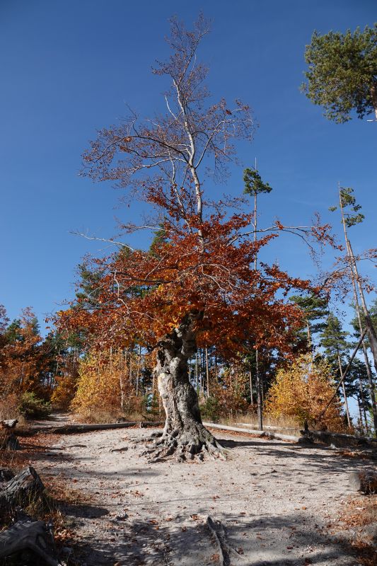 Viewing photos→2022→2022-10-25→04