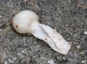 31.jpeg - 2023:08:06 15:32:05