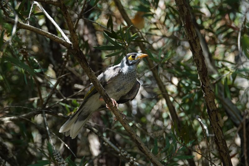 <i>Manorina melanocephala</i> (Noisy Miner)