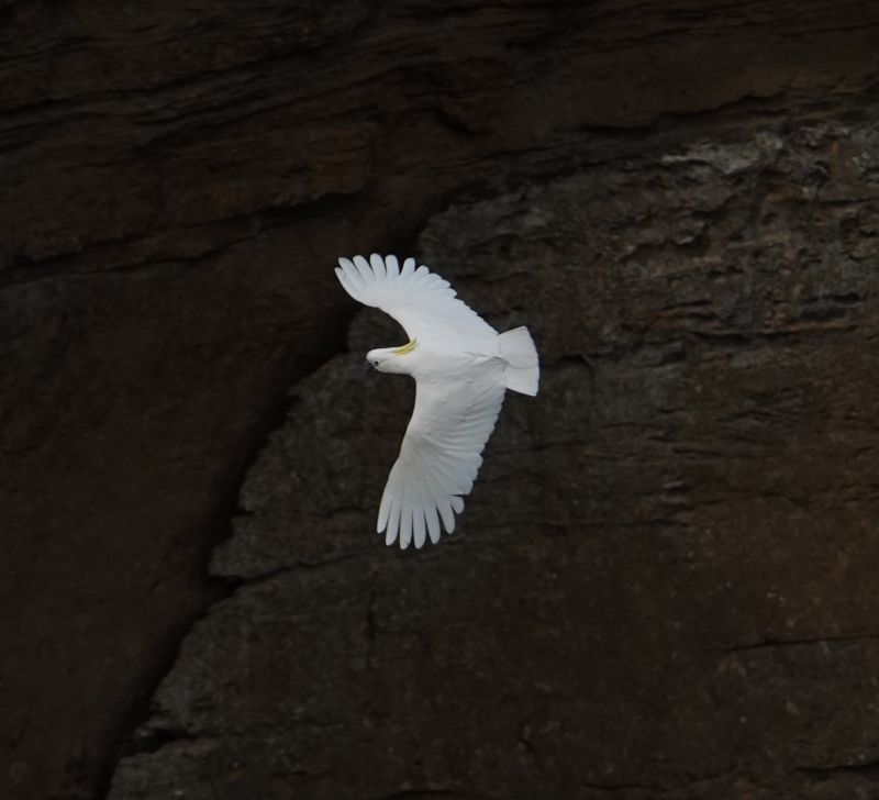 <i>Cacatua galerita</i> (Sulphur-crested Cockatoo)