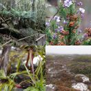 2023-10-04 - 2023-10-11<br/>
<b>Mount Wellington, Hobart, Tasmania</b>
