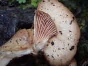 32.jpg - 2023:10:04 05:05:46