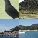 2023-10-05 - 2023-10-11<br/>
<b>Tunnel Bay and Tasman Island Cruise, Tasmania</b>

