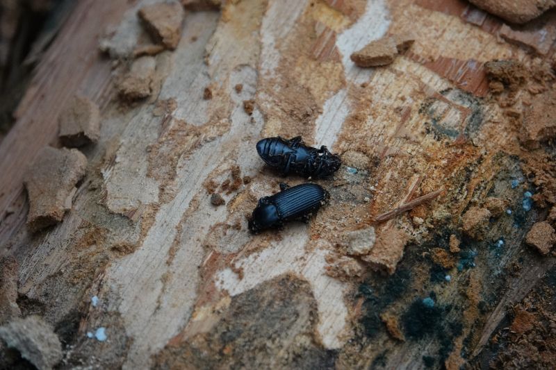 Viewing photos→2023→2023-10-05→077