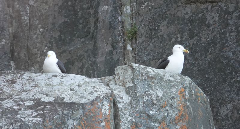 <i>Larus dominicanus</i> (Kelp Gull)