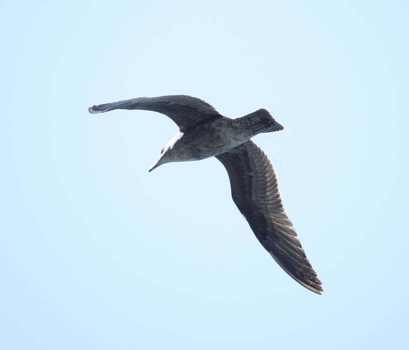 <i>Larus</i> (Large White-headed Gulls)