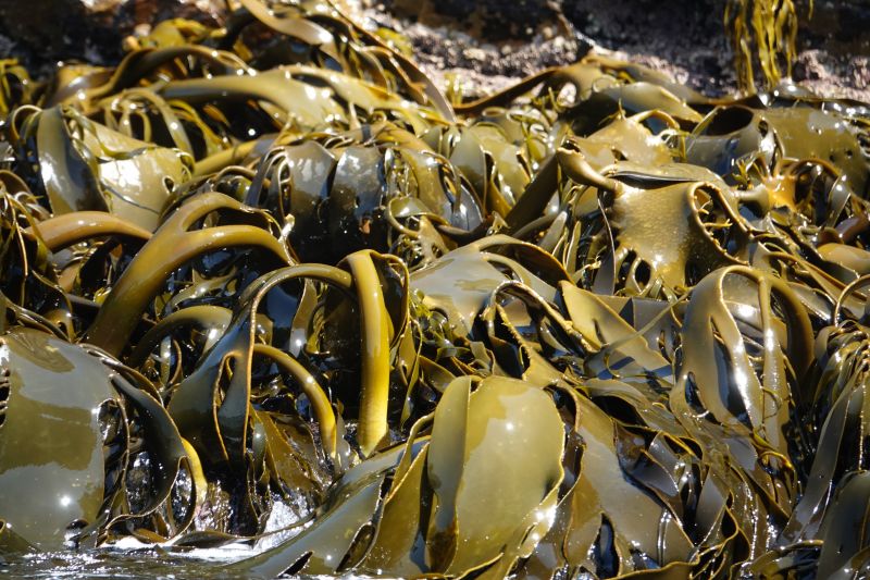 <i>Durvillaea</i> (null)