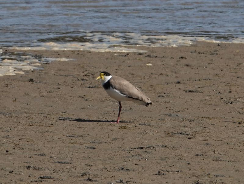 <i>Vanellus miles novaehollandiae</i> (Black-shouldered Lapwing)