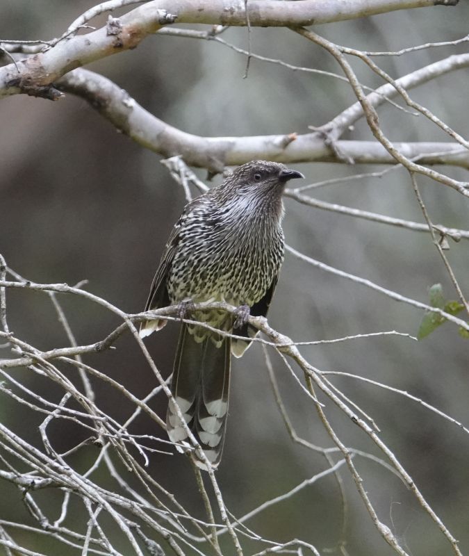 <i>Anthochaera chrysoptera</i> (Little Wattlebird)