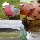 2023-10-06 - 2023-10-08<br/>
<b>Orford, Bluff River Gorge, Woodvine; SE Tasmania</b>
